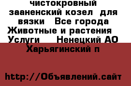 чистокровный зааненский козел  для вязки - Все города Животные и растения » Услуги   . Ненецкий АО,Харьягинский п.